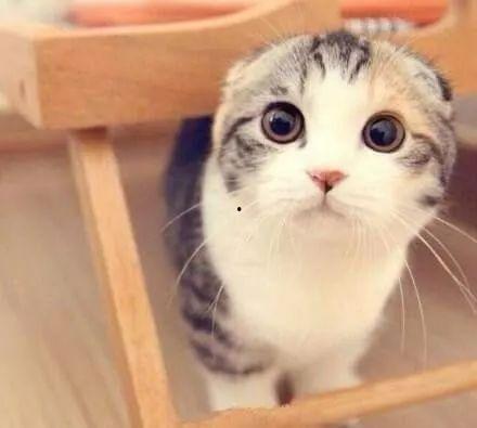 吃瓜娱乐君折耳猫,吃瓜娱乐君带你揭秘网红宠物的魅力与争议 第1张 吃瓜娱乐君折耳猫,吃瓜娱乐君带你揭秘网红宠物的魅力与争议 第1张